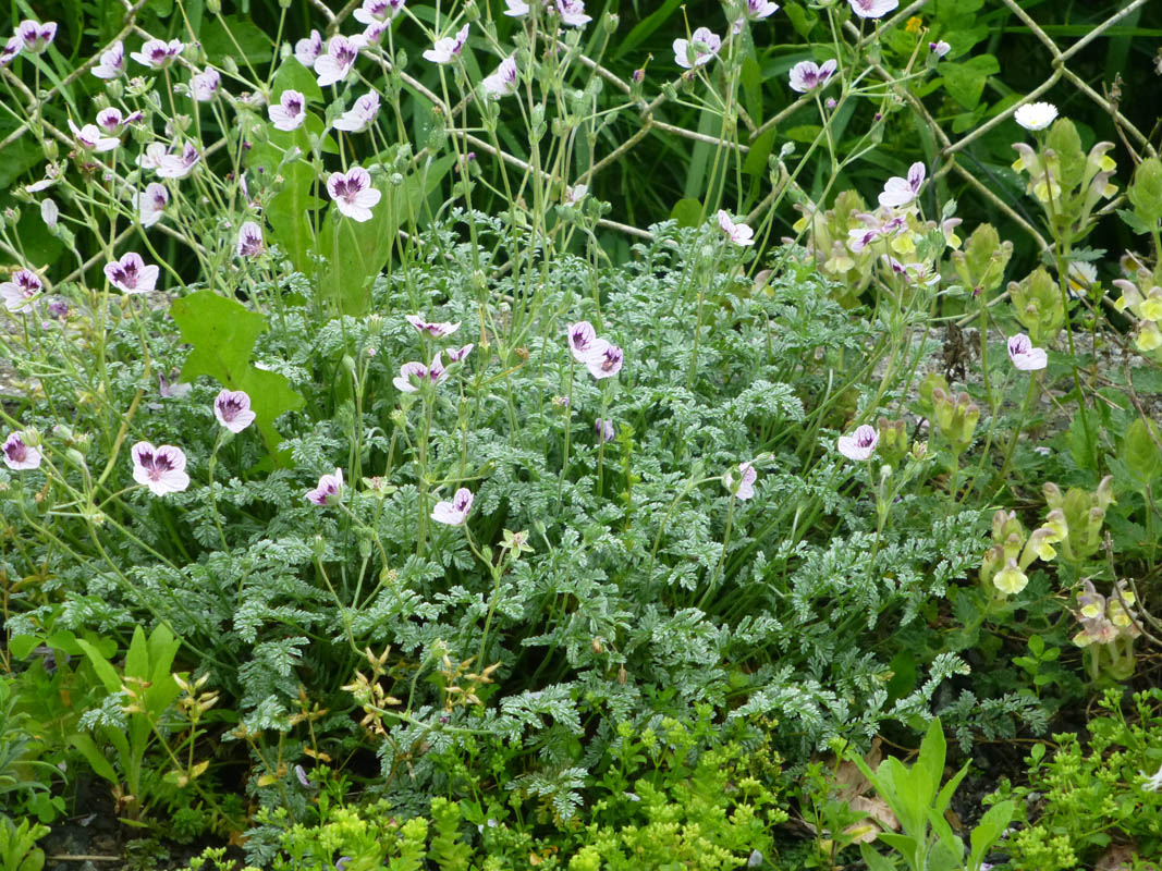 Erodium x kolbianum 'Natasha'